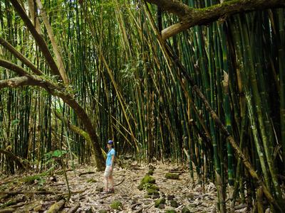 We passed a patch of bamboo along the way