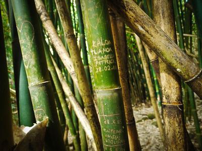 As vandalism goes, this is relatively benign - bamboo can grow up to a meter in 24 hours.