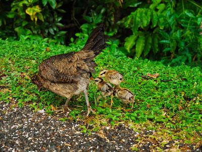 Chickens roam everywhere on the islands - 'free range' in the true sense of the word. They belong to no one in particular, or to whoever catches them.