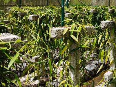 Modern vanilla cultivation. The stalks need something to climb - in the traditional technique they were planted in the forest and wrapped around trees. Nowadays they are planted in hothouses and made to wrap around these tombstone-looking fixtures.