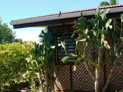 Back at the pension meherio. We were surprised to see a cactus thriving like this in the tropics