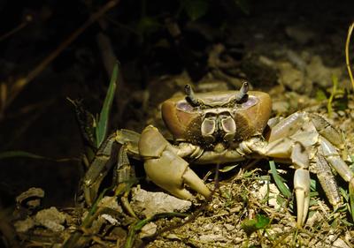 And now for something completely different - crab chasing after dark. Isn't he pretty?