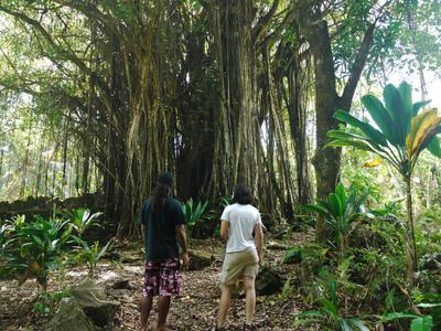 Banyan tree on Matairea hill