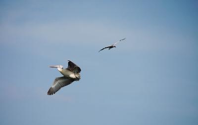 at Vedanthangal Bird Sanctuary