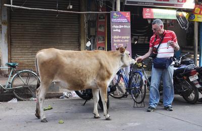 Who knew that cows liked bananas! Dad saw a local merchant feed the cow, so of course he had to join the fun.