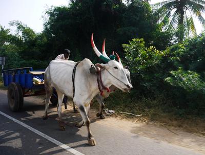 Painting the Indian flag design on ox horns is quite popular.