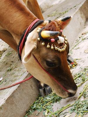 No sacred cow is too sacred to gobble up roadside rubbish