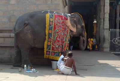 The temple elephant -