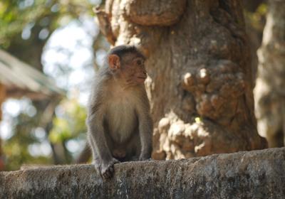 Macaques make attractive vermin, Periyar Tiger Reserve