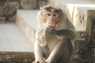 This is probably bad for them. The macaques at the visitor centre aren't really wild unfortunately.