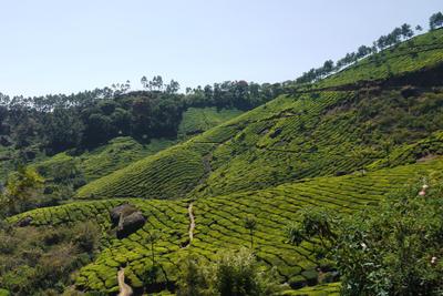 This is tea plantation land.