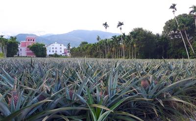 A pineapple plantation, just behind our guesthouse