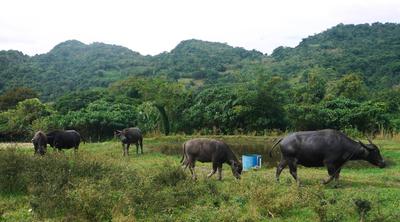 Water buffalo