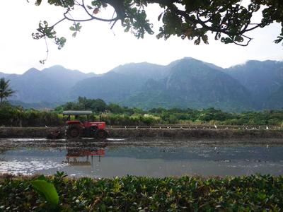 Rice farming along the coast. The tractor turns the soil and exposes piles of critters, which the egrets then feast on.