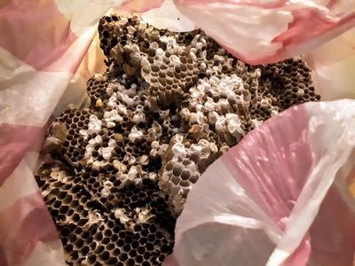 At 10 pm in the hostel in Dulan someone brought in a hive of bee larvae that they bought from a local aboriginal farmer, as a snack to share. I didn't eat any because I wasn't hungry (and also because ewwww...), but those who did were still around the next day and feeling fine.