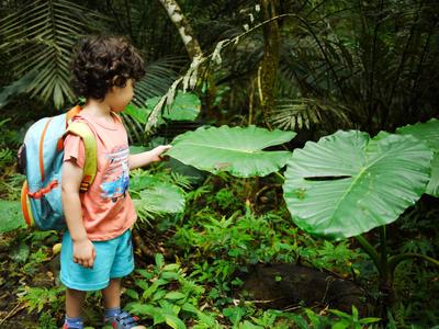 Inspecting the Giant Elephant Ear (<i>colocasia gigantea</i>).