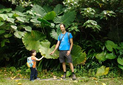 Found some more Giant Elephant Ears on our way to Elephant Mountain