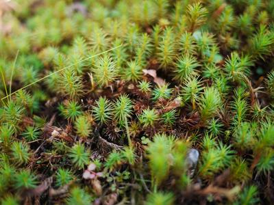 It wouldn't be a Japanese garden without interesting textures.