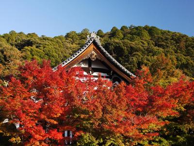 Eikan-do temple. We arrived 15 minutes before closing, and decided to go in anyway (that is, I insisted we go in). <br/>We were rewarded with a stunning "magic hour" light display. This would be the first of three visits that week to Eikan-do.