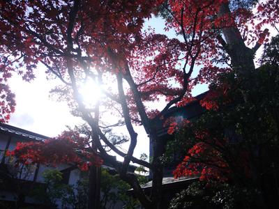 Afternoon walk, Nikko