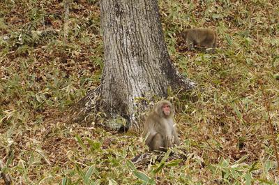 We found monkeys!