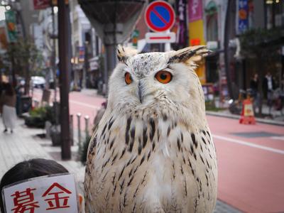 Raising funds for an owl sanctuary, Asakusa