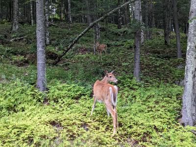 We saw quite a few deer throughout the trip, but these two were particularly bold.