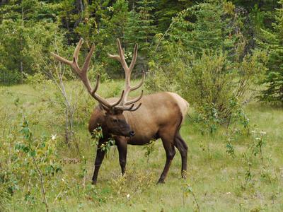 Elk - not a moose, not a deer