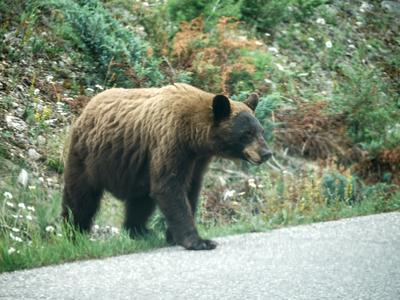 This was our only bear encounter of the trip, but it was the full show: a mama bear with three cubs, crossing the road right in front of us. This is a black bear with reddish fur. Black bears come in several colours.