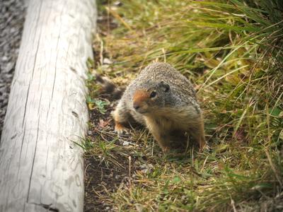 Local resident, Mount Assiniboine Park