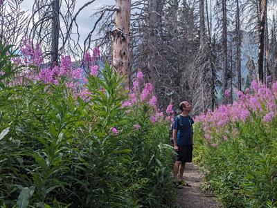 Cameron lake. An enormous wildfire burned large sections of Waterton Lakes park in 2017 (it also destroyed the visitor centre). The purple flowering plant is fireweed, which is quick to establish itself on burnt ground. As the vegetation recovers, the fireweed is eventually replaced by slower growing local plant life.