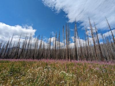 More fireweed on the road back to Waterton lakes town