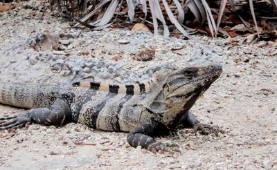 Culinary wish list item #2: okay we didn't actually eat the iguanas (although people certainly do). They wouldn't have been difficult to catch though.