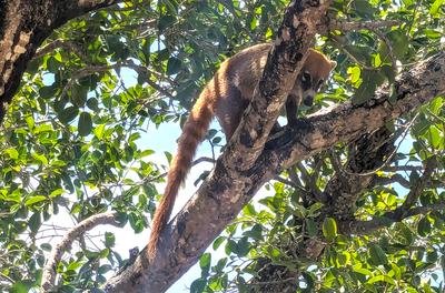 Coati!