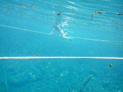 These submerged ropes are popular at the swimming-hole cenotes.