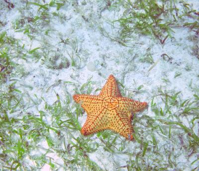 Found some starfish, too