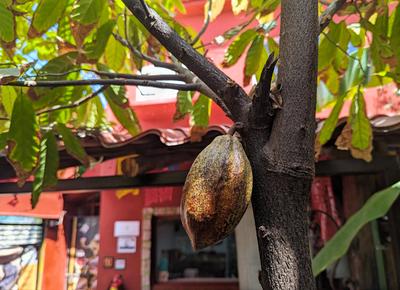 Cocoa pod in the garden. They only have a couple plants on site (this isn't the right elevation for growing cocoa at all) but it's a nice touch.