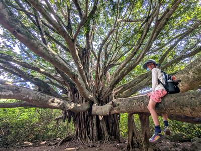 Massive banyan, Pipiwai trail