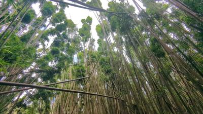 The bamboo forest