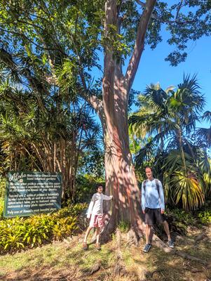 Rainbow eucalyptus, Garden of Eden arboretum