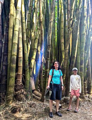 Bamboo grove, Garden of Eden arboretum