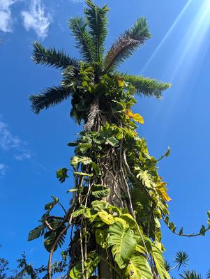 Garden of Eden arboretum