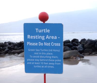 Turtles come to rest each evening at the ancient fish pond near Kalepolepo beach. Volunteers also arrive each evening, to place these signs and shoo away visitors who get too close to the turtles.