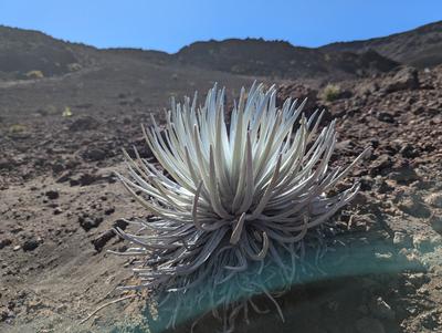 Silversword is a plant that only grows here at the top of Haleakala. It looks like something you'd see at the bottom of the sea, not high up on a volcano.